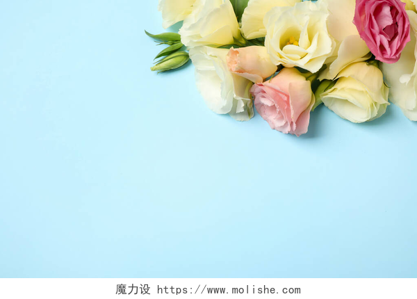 蓝色桌子上的玫瑰花美丽的Eustoma花在浅蓝色的背景上，平坦平整。案文的篇幅